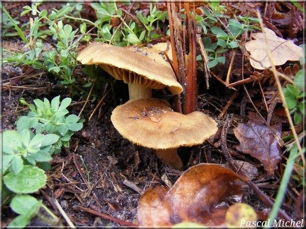 Cortinaire verdâtre (Cortinarius venetus), photo 1 sur 3