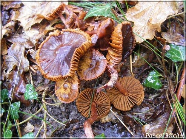 Cortinaire anthracite (Cortinarius anthracinus)