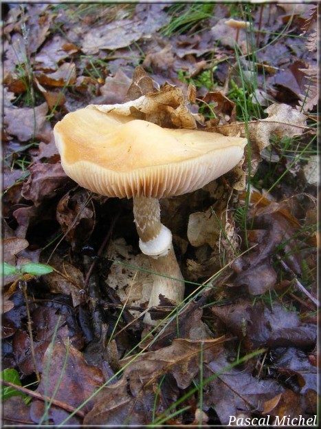 Pholiote ridée (Cortinarius caperatus)