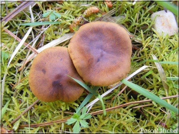 Cortinaire safrané (Cortinarius croceus), photo 1 sur 2