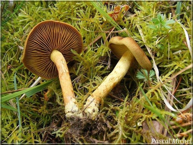 Cortinaire safrané (Cortinarius croceus), photo 2 sur 2