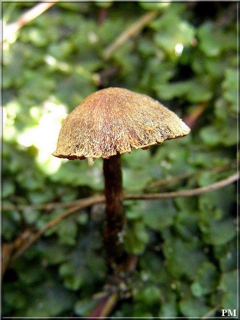 Cortinaire helvelle (Cortinarius helvelloides), photo 1 sur 6