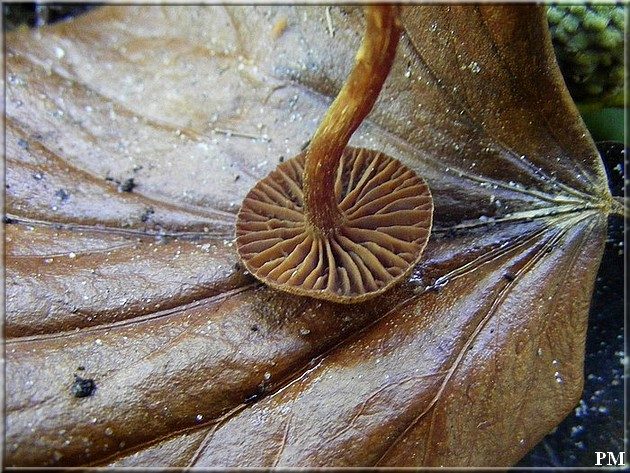 Cortinaire helvelle (Cortinarius helvelloides), photo 2 sur 6