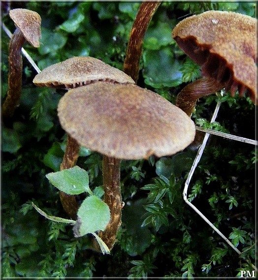Cortinaire helvelle (Cortinarius helvelloides), photo 3 sur 6