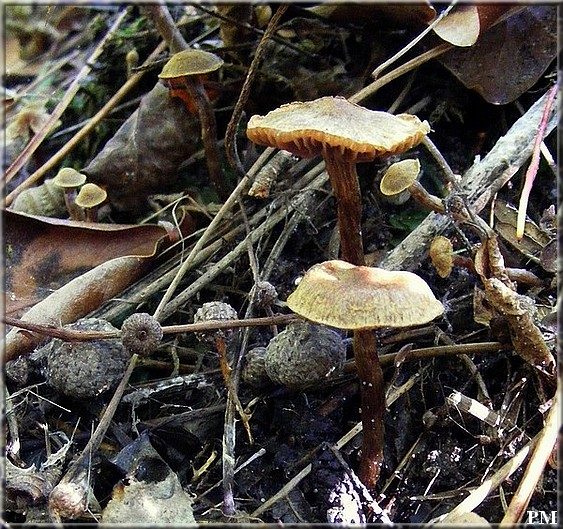 Cortinaire helvelle (Cortinarius helvelloides), photo 4 sur 6