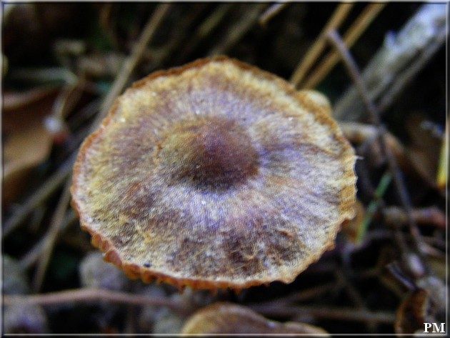 Cortinaire helvelle (Cortinarius helvelloides), photo 5 sur 6