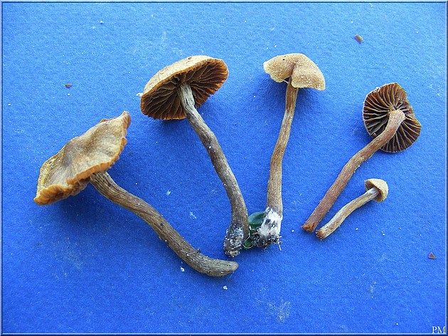 Cortinaire helvelle (Cortinarius helvelloides), photo 6 sur 6