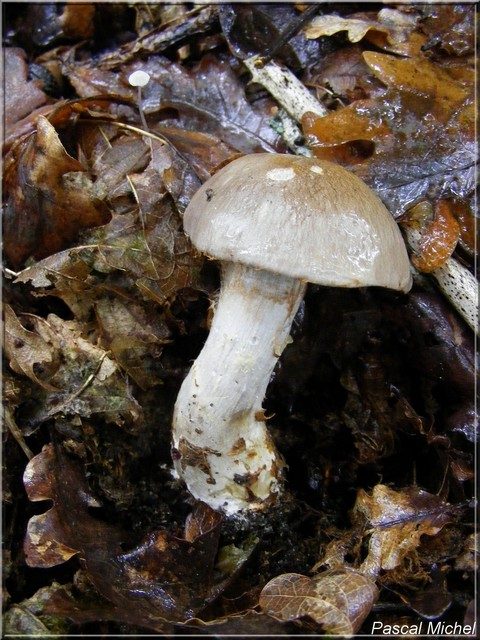 Cortinaire à marge brisée (Cortinarius infractus), photo 1 sur 5