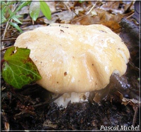 Cortinarius ochropallidus, photo 1 sur 2