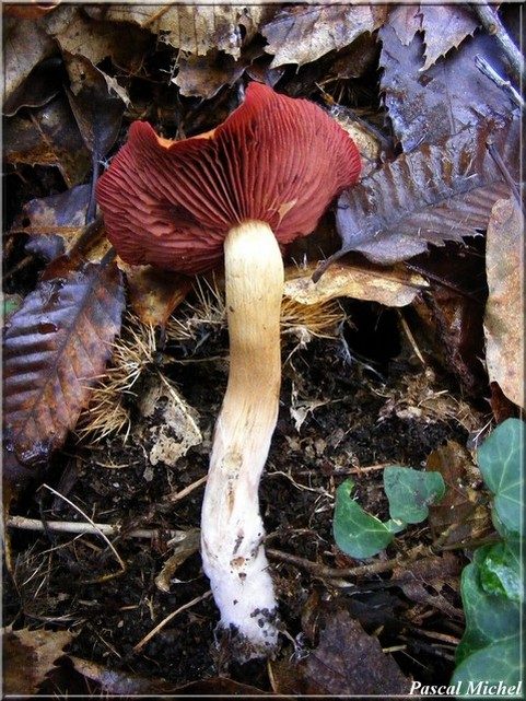 Cortinaire semi-sanguin (Cortinarius semisanguineus), photo 2 sur 2