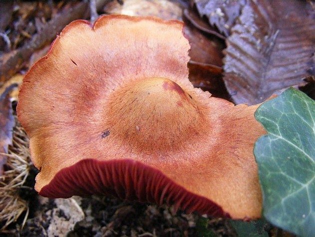 Cortinaire semi-sanguin (Cortinarius semisanguineus), photo 1 sur 2