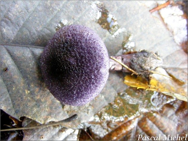 Cortinaire violet (Cortinarius violaceus), photo 2 sur 2