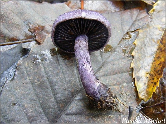 Cortinaire violet (Cortinarius violaceus), photo 1 sur 2