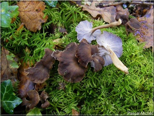 Chanterelle sinueuse (Craterellus sinuosus)