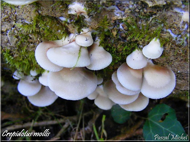 Crépidote mou (Crepidotus mollis), photo 1 sur 2