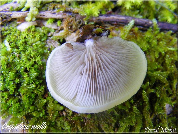 Crépidote mou (Crepidotus mollis), photo 2 sur 2