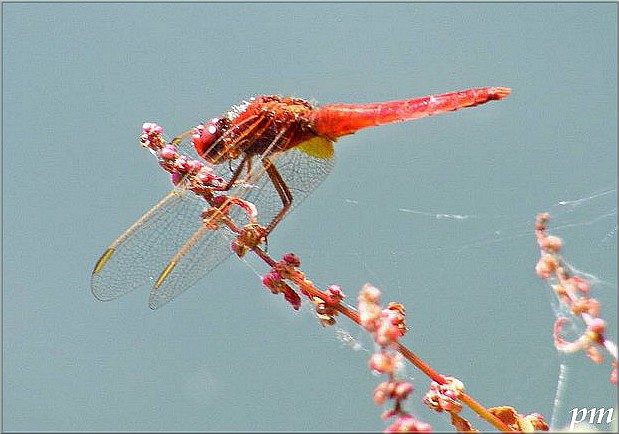 Libellule écarlate (Crocothemis erythraea), photo 3 sur 8