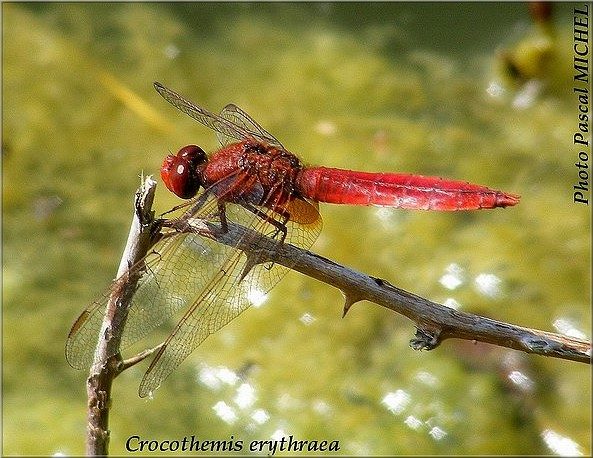 Libellule écarlate (Crocothemis erythraea), photo 2 sur 8
