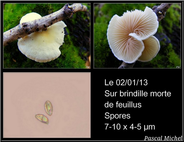 Crépidote jaune pâle (Crepidotus luteolus)