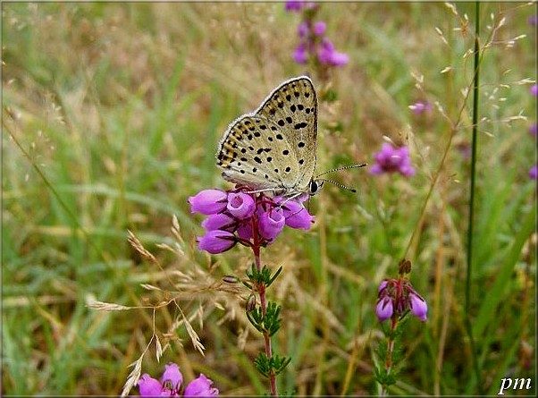 Cuivré fuligineux (Lycaena tityrus), mâle, photo 2 sur 4