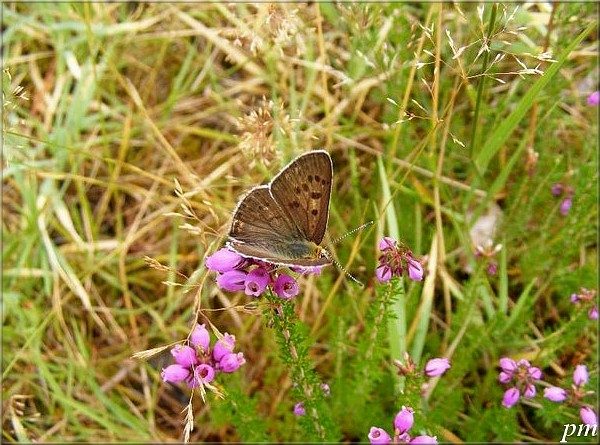 Cuivré fuligineux (Lycaena tityrus), mâle, photo 1 sur 4