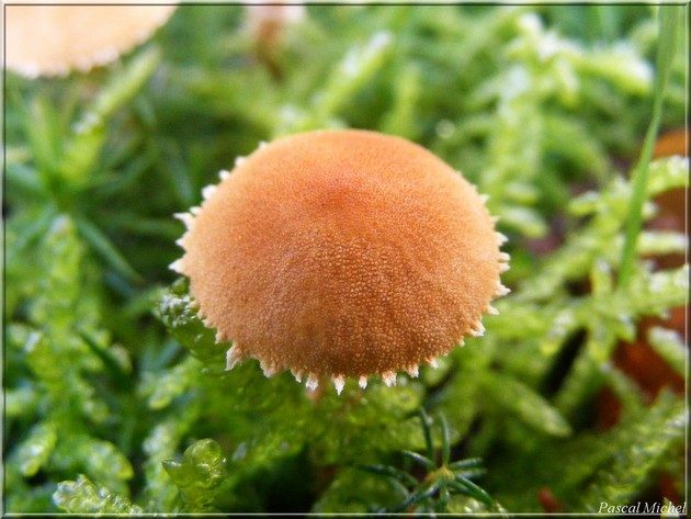 Cystoderme furfuracé (Cystoderma amianthinum), photo 1 sur 2