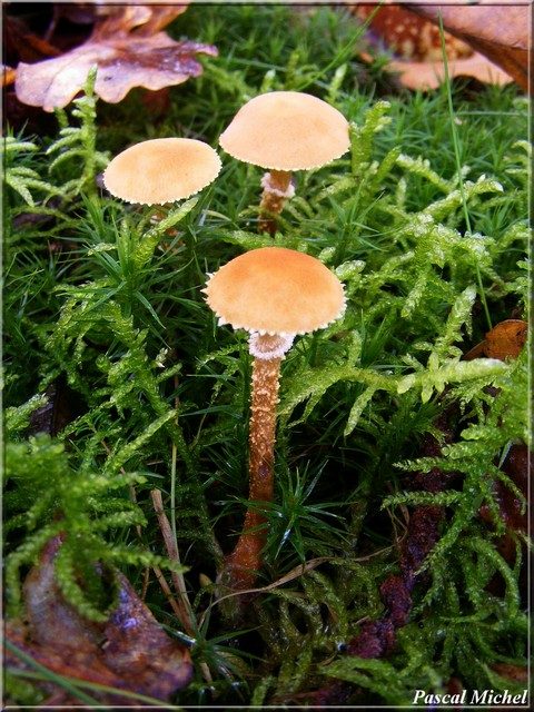 Cystoderme furfuracé (Cystoderma amianthinum), photo 2 sur 2