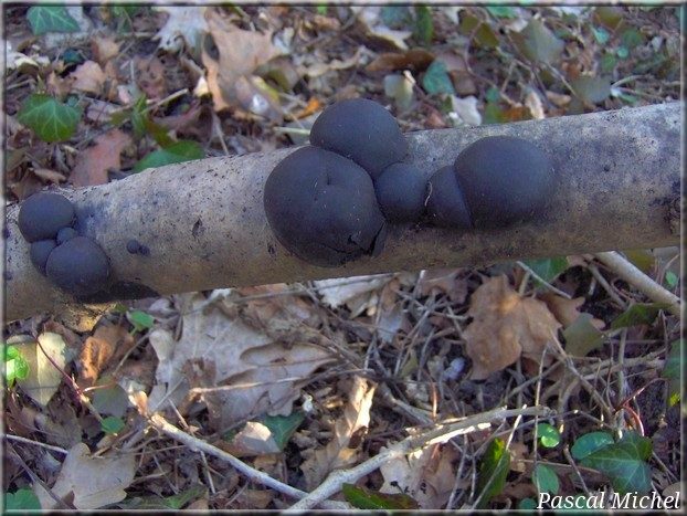 Daldinie concentrique (Daldinia concentrica), photo 1 sur 2