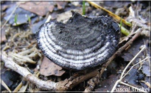 Daldinie concentrique (Daldinia concentrica), photo 2 sur 2