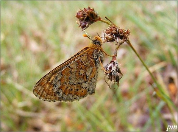 Euphydryas aurinia, photo 3 sur 6