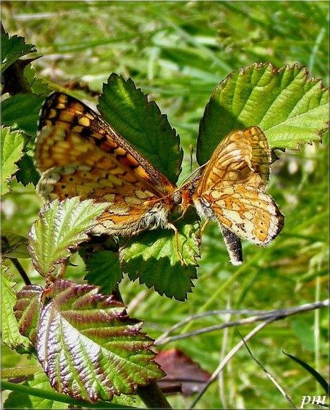 Euphydryas aurinia, photo 4 sur 6