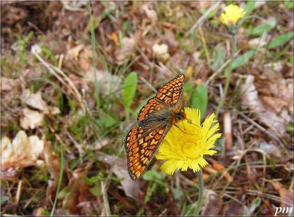Euphydryas aurinia, photo 2 sur 6