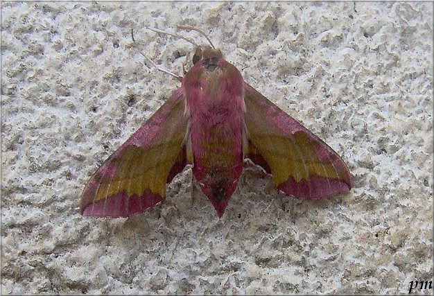 Petit Sphinx de la Vigne (Deilephila porcellus)