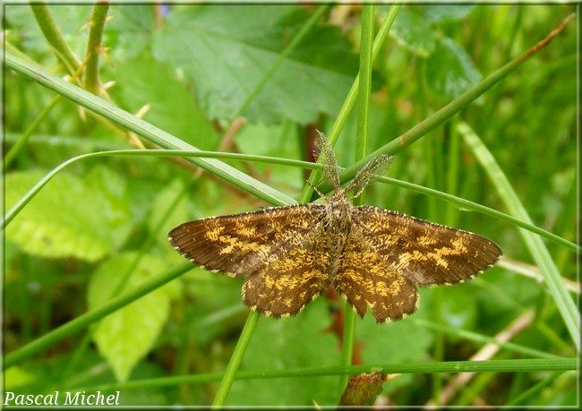 Phalène picotée (Ematurga atomaria), photo 1 sur 3