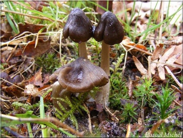 Entolome à spores étoilées (Entoloma conferendum), photo 1 sur 2