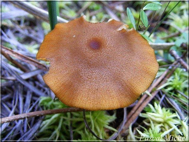 Entolome fauve (Entoloma formosum), photo 2 sur 2
