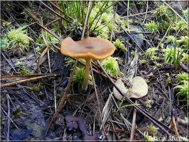 Entolome fauve (Entoloma formosum), photo 1 sur 2