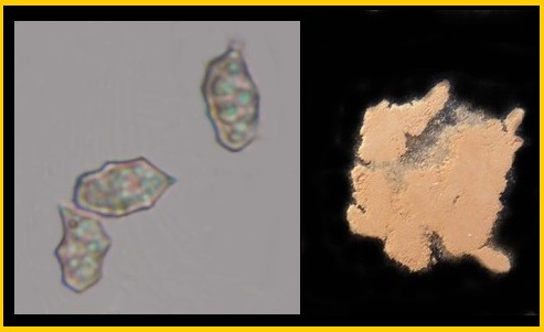 Spores et sporée de l'Entolome fauve ( (Entoloma formosum)