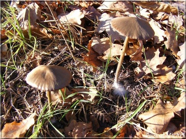 Entoloma hirtipes