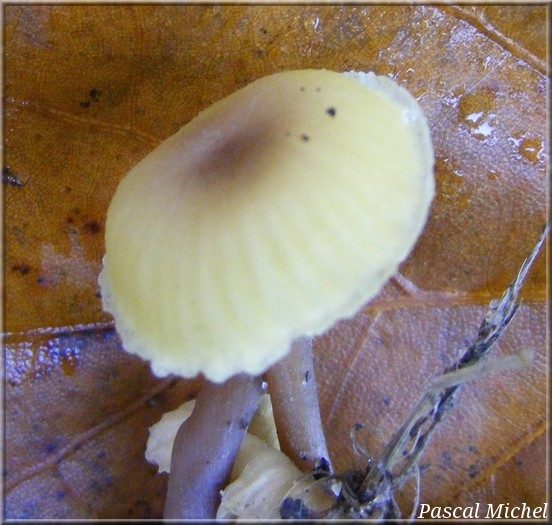 Entolome jaune (Entoloma pleopodium), photo 1 sur 2