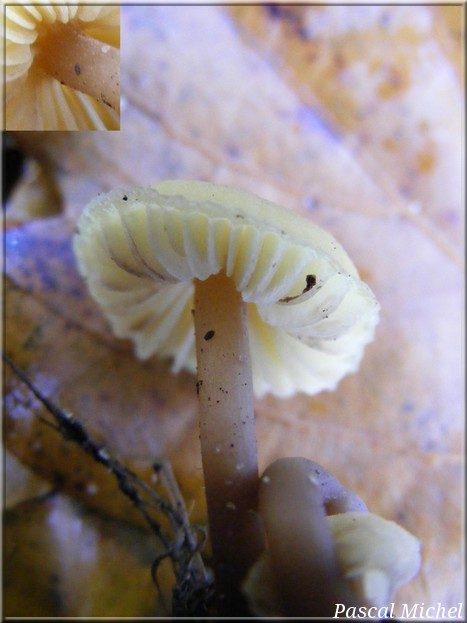 Entolome jaune (Entoloma pleopodium), photo 2 sur 2
