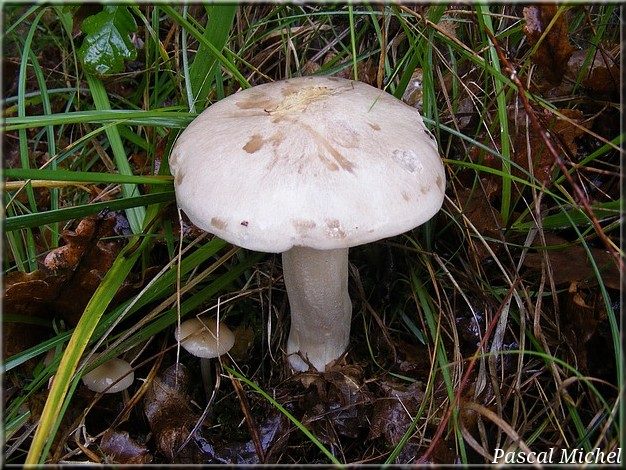 Entolome livide (Entoloma sinuatum), photo 1 sur 2