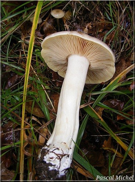 Entolome livide (Entoloma sinuatum), photo 2 sur 2