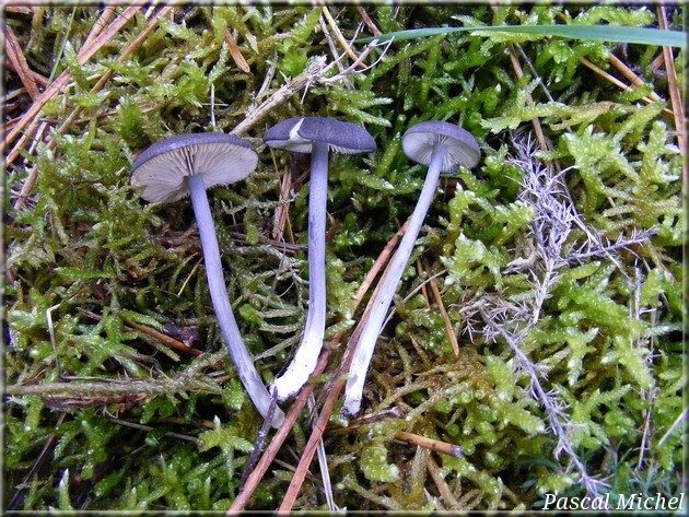 Entolome de Mougeot (Entoloma mougeotii), photo 1 sur 2
