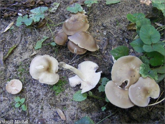 Entoloma sericatum, photo 1 sur 2