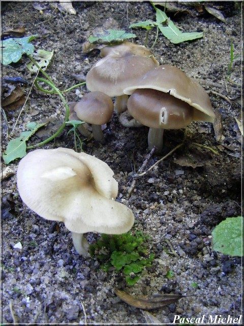 Entoloma sericatum, photo 2 sur 2