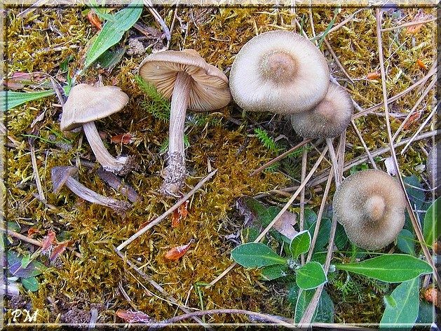 Entolome printanier (Entoloma vernum)