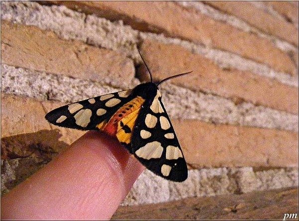 Ecaille fermière (Arctia villica)