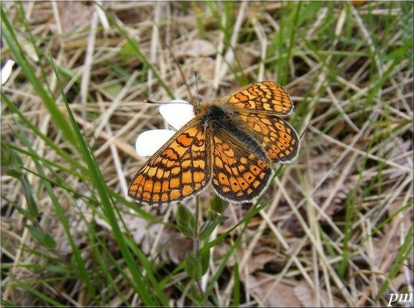 Euphydryas aurinia, photo 1 sur 6