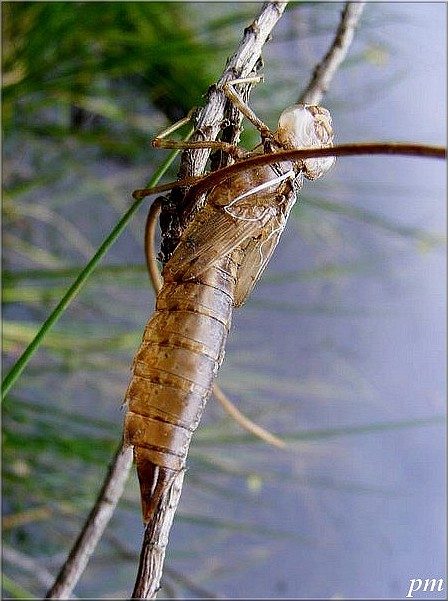 Aeschne mixte (Aeshna mixta), exuvies de libellules, photo 2 sur 3